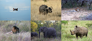The Big Five African Game species plus the ubiquitous hippopotamus