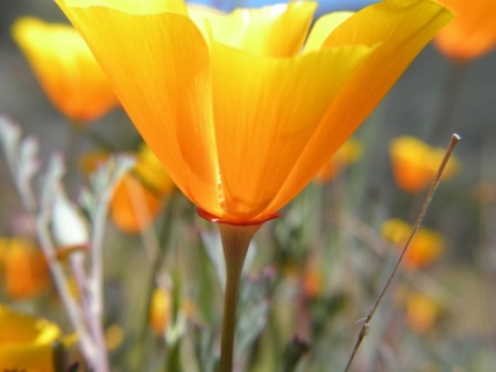 Wildflowers