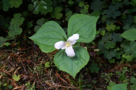 Trillions of trilliums