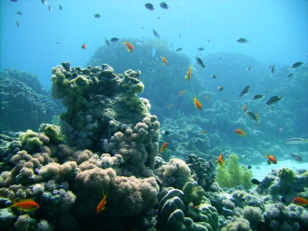 Vibrant coral reefs at Ras Mohammed