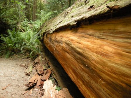 A fallen redwood in Jedediah Smith State Park