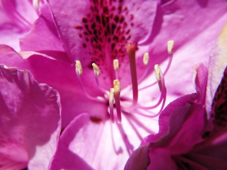 Magnificent rhododendrons