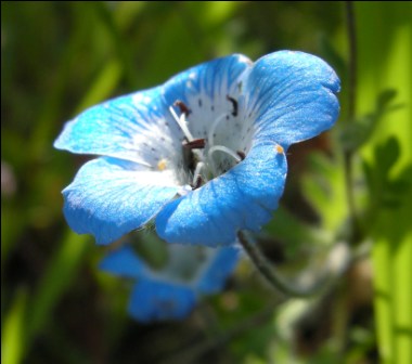 Wildflowers