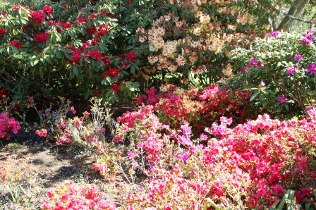 Everywhere rhododendrons and azaleas