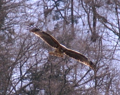A raptor in Nikko