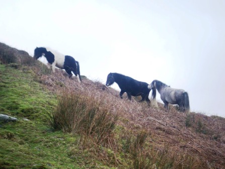 A herd of wild ponies