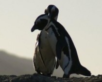 Two penguins appearing affectionate