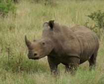 Black Rhinoceros