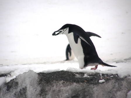 A penguin carrying its love rock