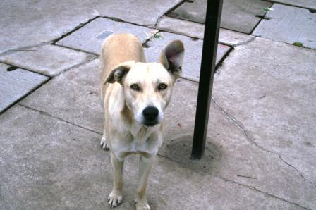 El Dogo, my new friend