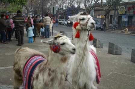 Dressed up llamas