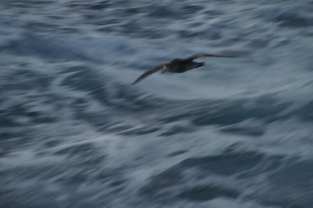 On deck in the Drake Passage