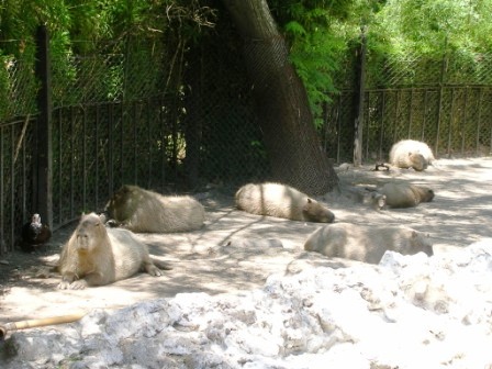Capybaras resting