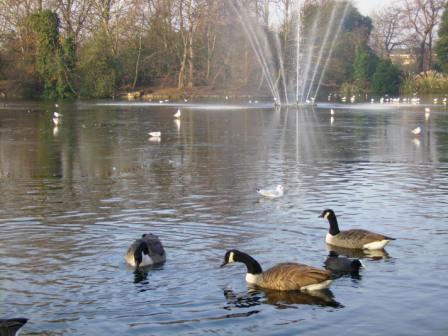 Partially frozen lake in the park.