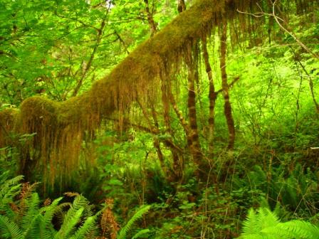 Jedediah Smith Redwood State Park