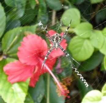 A tropical spider