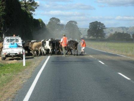 There are not only lots of sheep but cows too, in New Zealand.