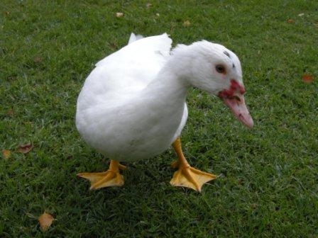 A friendly duck.
