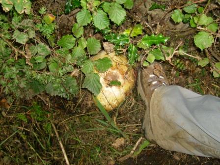The second biggest mushroom I have ever seen