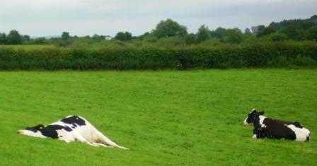 Let sleeping cows lie