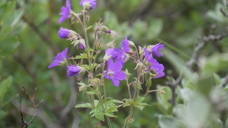 Wild geranium