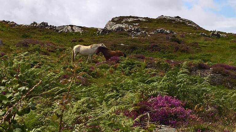 A picture containing grass, outdoor, sky, sheep. Description generated with very high confidence