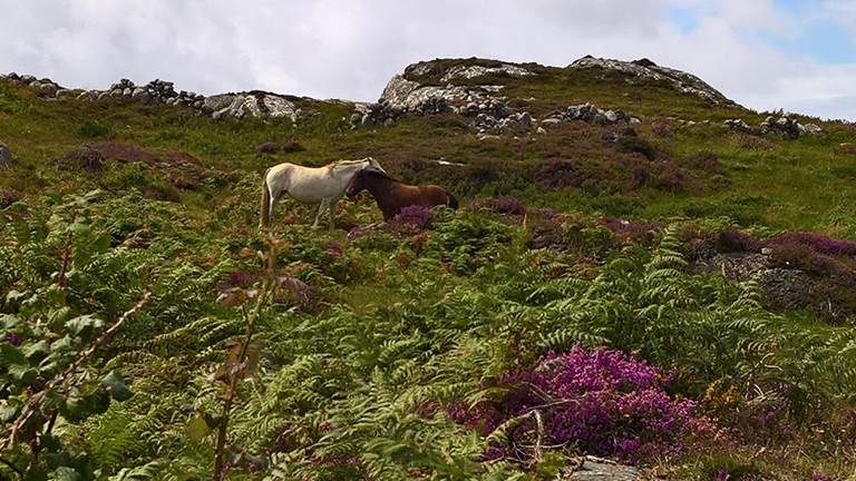 A picture containing grass, outdoor, sky, sheep

Description generated with very high confidence