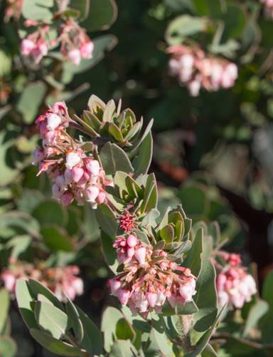 Wildflowers blooming in Macedo Ranch