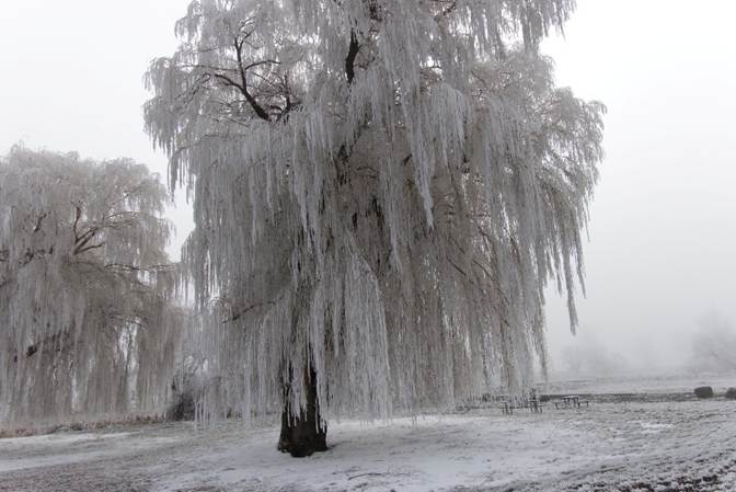 A tree covered in snow
Description automatically generated